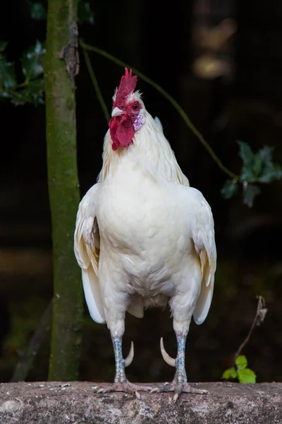 Beautiful Rooster. — Stock Photo, Image