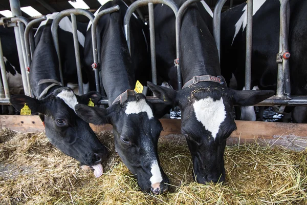 Αγελάδες σε μια φάρμα. Γαλακτοπαραγωγές αγελάδες σε αγρόκτημα. — Φωτογραφία Αρχείου