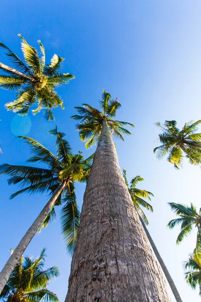 Ładne palmy w błękitne niebo słoneczny. trzy drzewa palmowe przeciwko — Zdjęcie stockowe