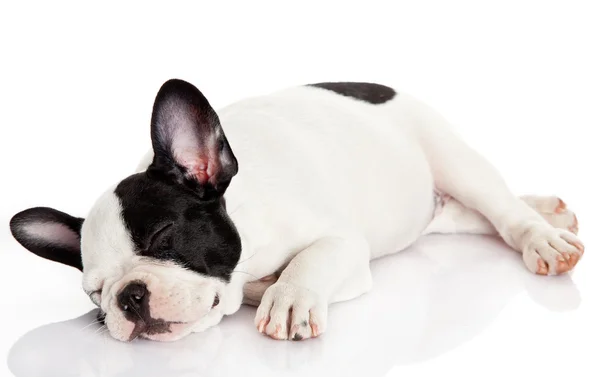 Bulldog francés cachorro durmiendo . — Foto de Stock