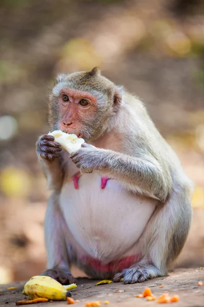 Monkey — Stock Photo, Image