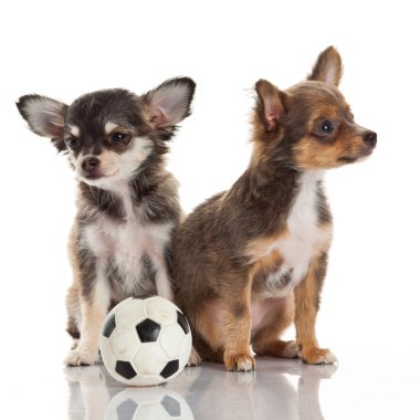 iki chihuahua yavrusu.