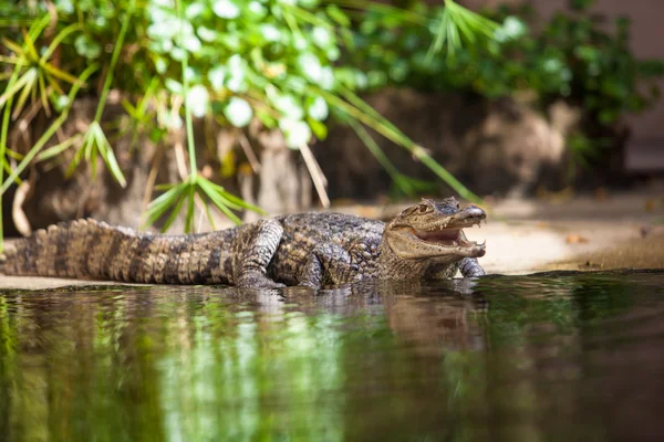 Caiman crocodilus. young alligator — Stock Photo, Image