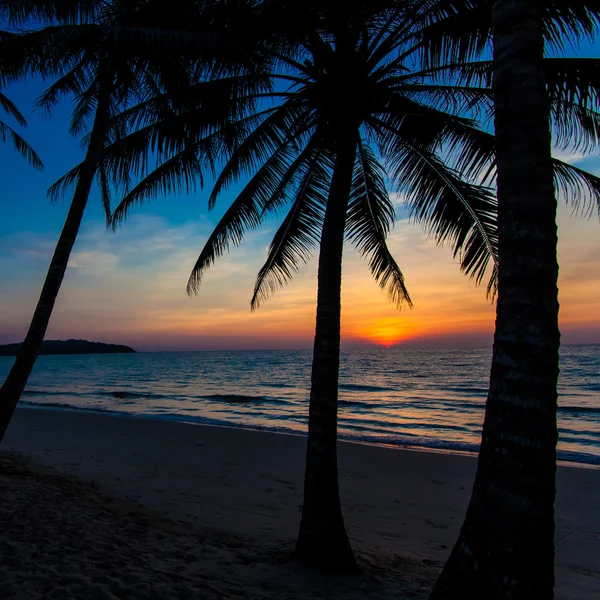 Belo pôr-do-sol. Pôr do sol tropical, palmeiras — Fotografia de Stock