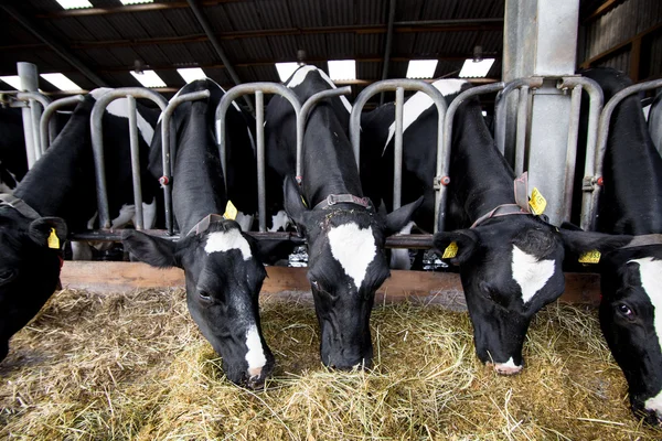 Krávy na farmě. Mléčné krávy na farmě. — Stock fotografie