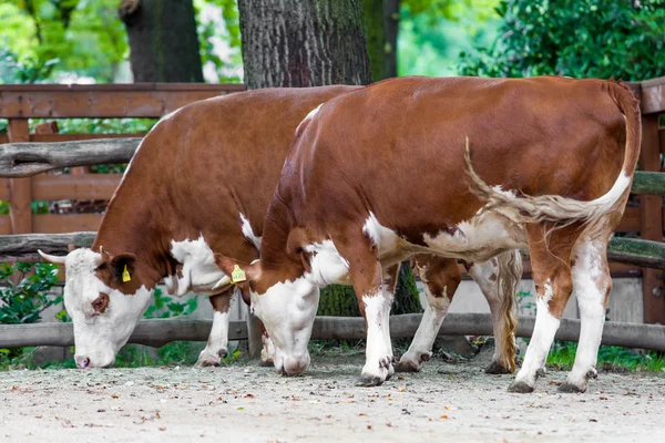 Dos vacas. — Foto de Stock