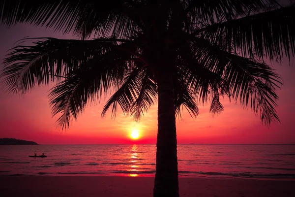 Pálma fák sziluettje naplemente trópusi tengerparton. trópusi napnyugta — Stock Fotó