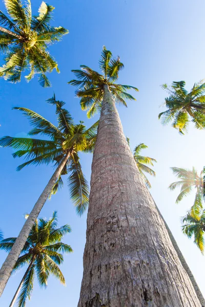 Nice palm trees in the blue sunny sky. Three palm trees against — Stock Photo, Image