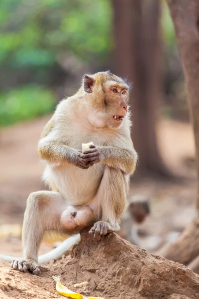 Monkey — Stock Photo, Image