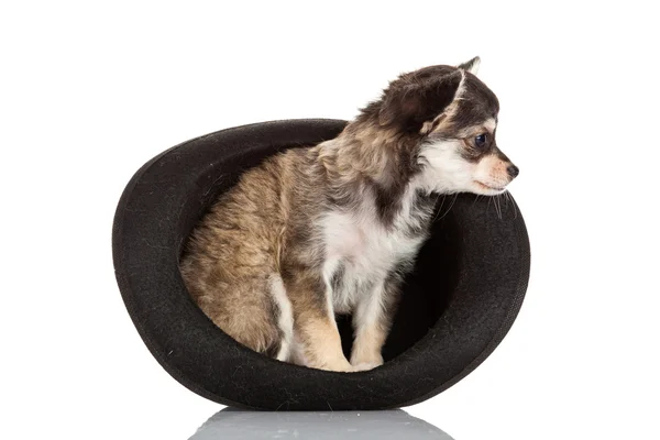 Chihuahua filhote de cachorro sentado no chapéu superior . — Fotografia de Stock