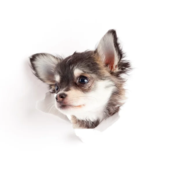 Чихуахуа щенок в бумаге — стоковое фото