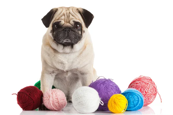 A pug dog isolated on a white background — Stock Photo, Image