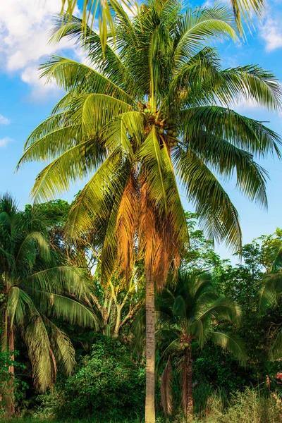 Un cocotier. Noix de coco Fruits sur palmier — Photo