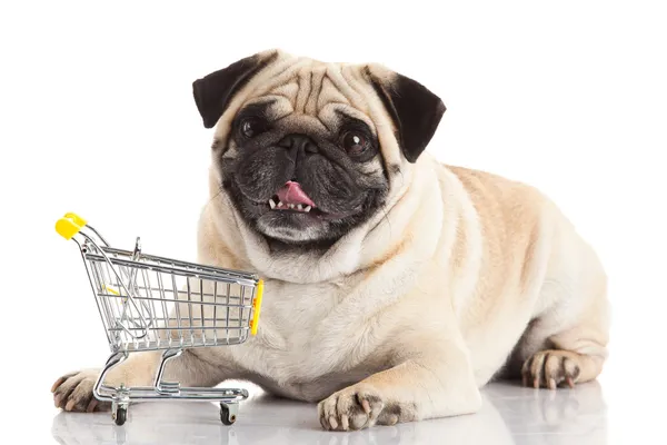 Pug hond met winkelwagen — Stockfoto