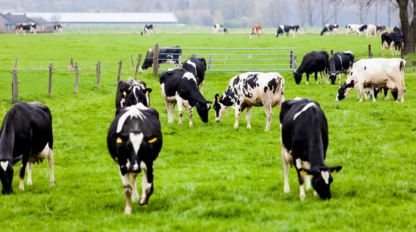 Krávy na zemědělské půdě — Stock fotografie