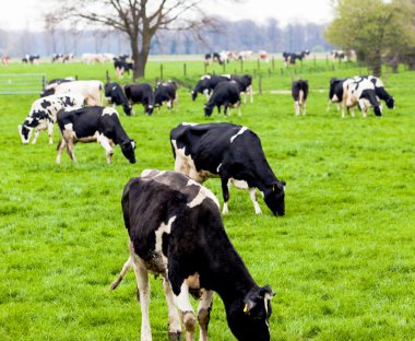 tarım arazileri üzerinde ineklerin