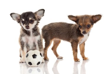 Chihuahua yavrusu
