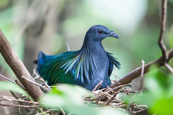 Nicobar güvercin — Stok fotoğraf