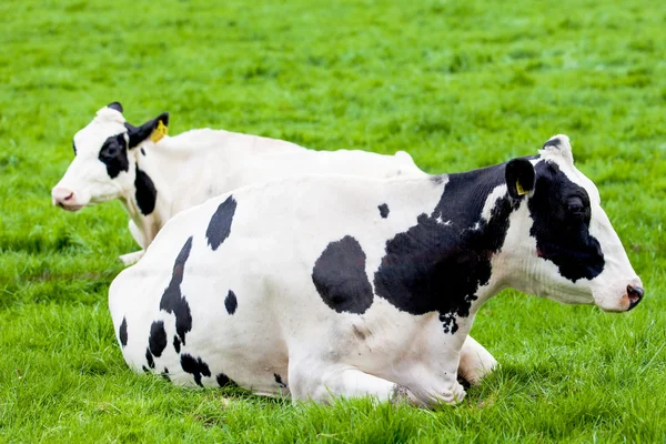 Koeien op landbouwgrond — Stockfoto