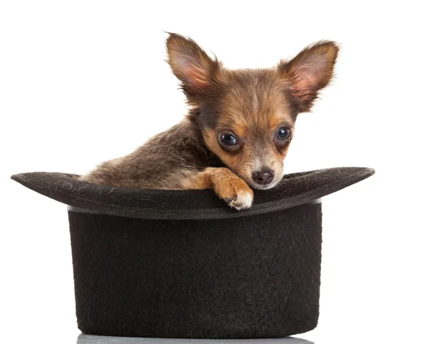 Chihuahua-Welpe — Stockfoto