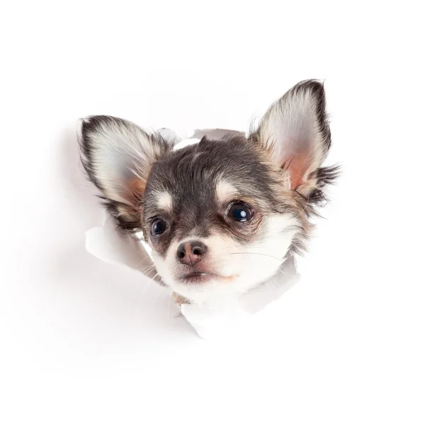 Chihuahua-Welpe auf Papier — Stockfoto