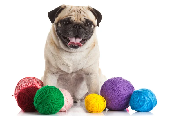 Pug dog — Stock Photo, Image