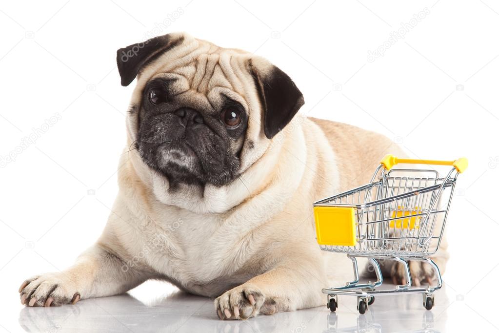 shop pug