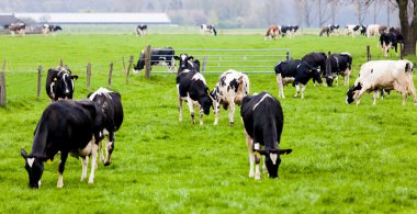 tarım arazileri üzerinde ineklerin