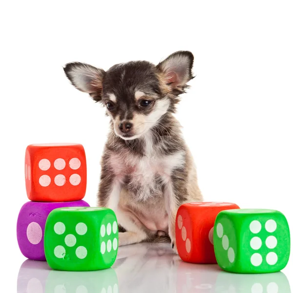 Chihuahua — Stock Photo, Image