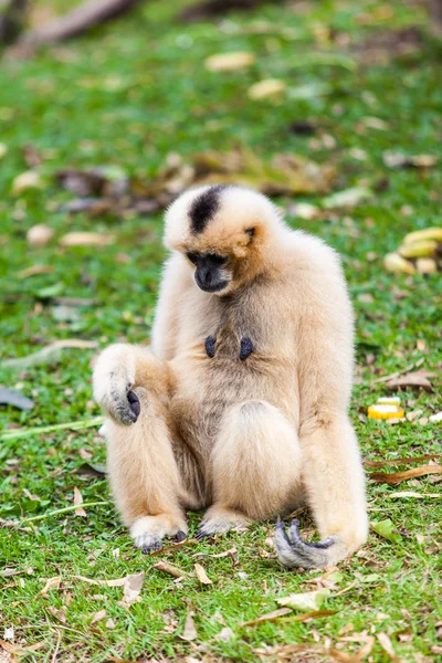 Vit gibbon — Stockfoto