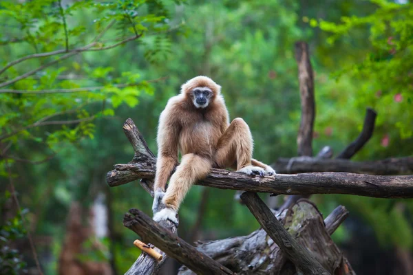 Gibbon branco — Fotografia de Stock