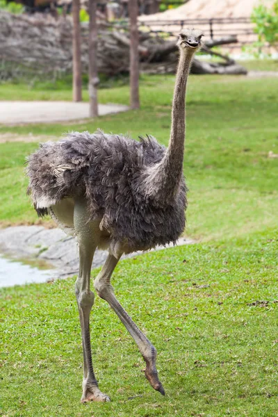 Ostrich in zoo — Stock Photo, Image