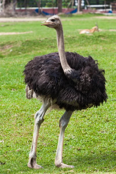 Avestruz en el zoológico — Foto de Stock