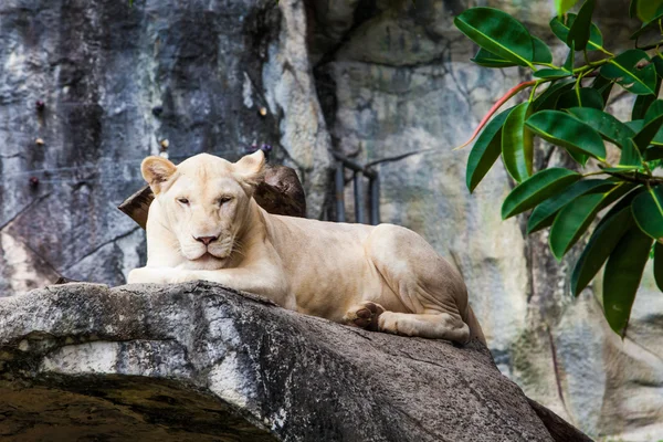 White Lion — Stock Photo, Image