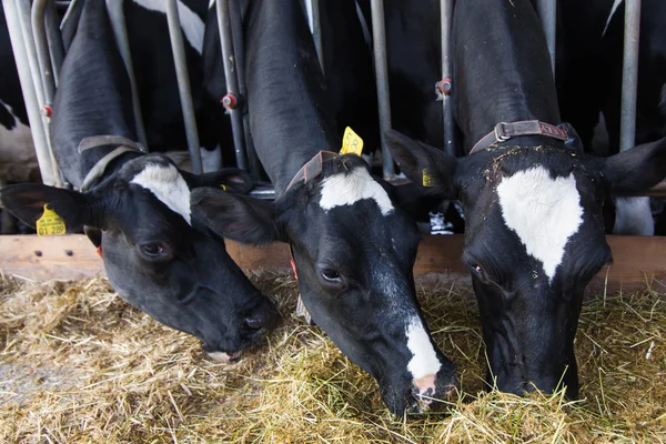 Vacas na Quinta — Fotografia de Stock