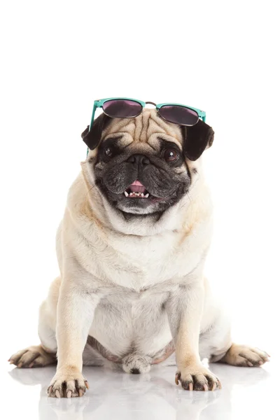 Mops pies z okulary — Zdjęcie stockowe