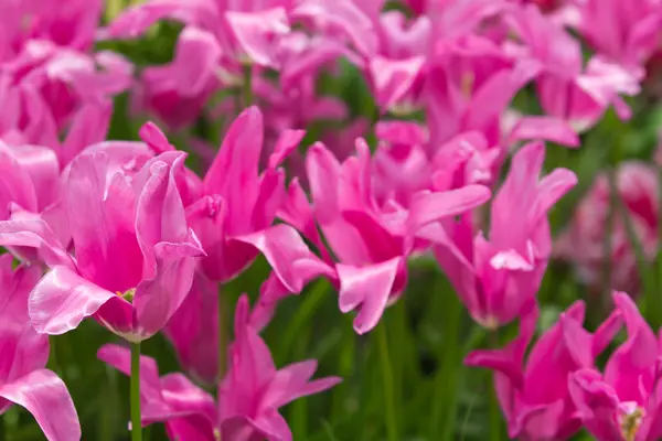 Beautiful tulips Stock Photo