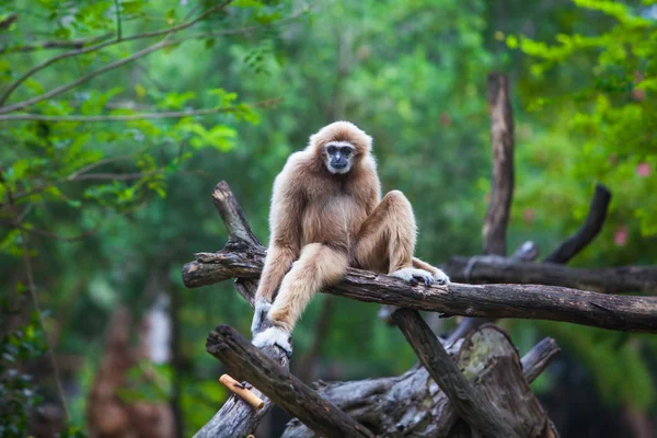 Bílý gibbon — Stock fotografie