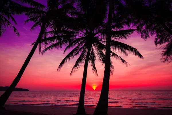 Palm σιλουέτα δέντρα σε τροπική παραλία, ηλιοβασίλεμα. τροπικά ηλιοβασίλεμα — Φωτογραφία Αρχείου