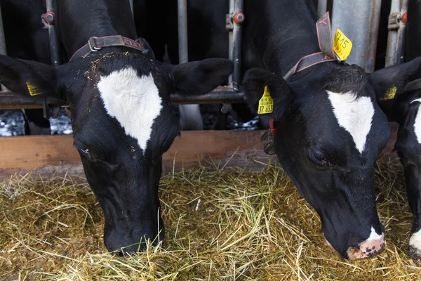 Krávy na farmě — Stock fotografie