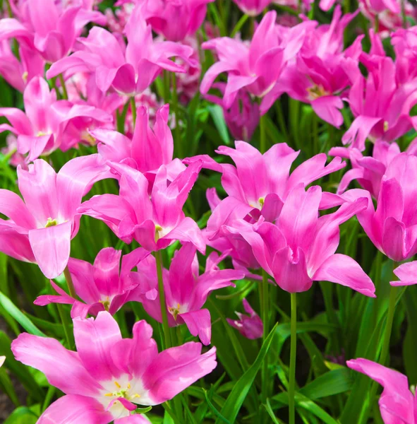 Beautiful tulips — Stock Photo, Image