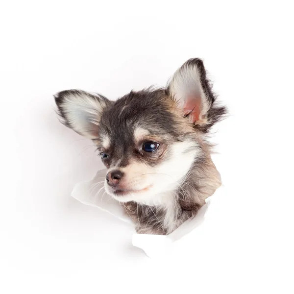 Čivava štěně v papíru — Stock fotografie