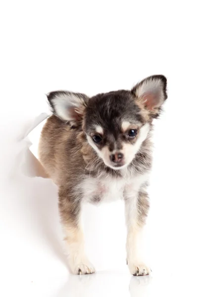 Chihuahua puppy in papier — Stockfoto