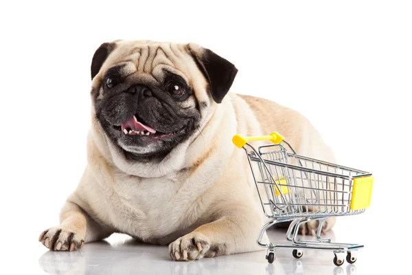 Pug hond met winkelwagen geïsoleerd op wit. — Stockfoto