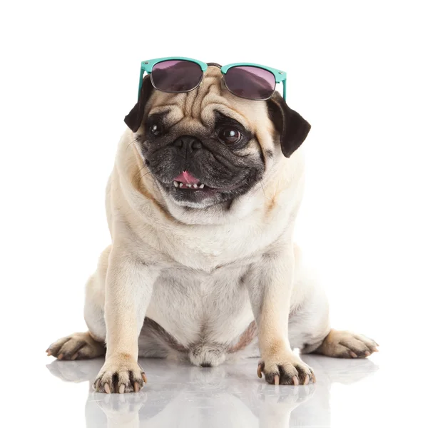 Собака-мопс в солнечных очках — стоковое фото