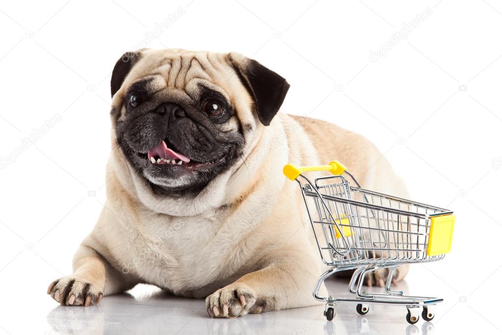 Pug dog with shopping cart isolated on white.