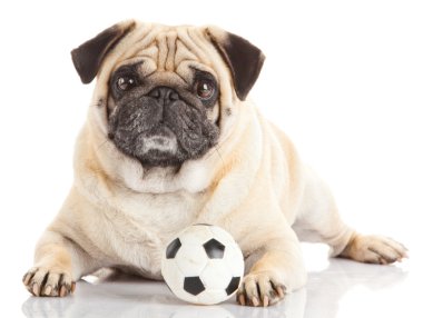 Pug Dog beyaz arkaplanda izole edildi