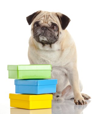 Pug Dog beyaz arkaplanda izole edildi