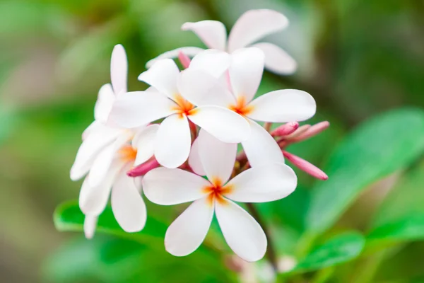 Frangipani. Pumeria — стокове фото