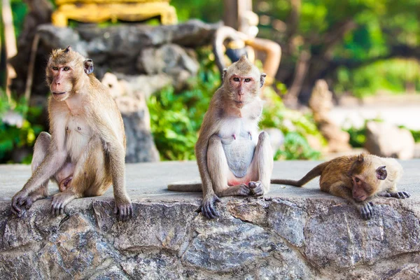 Family of monkeys. monkey family — Stock Photo, Image